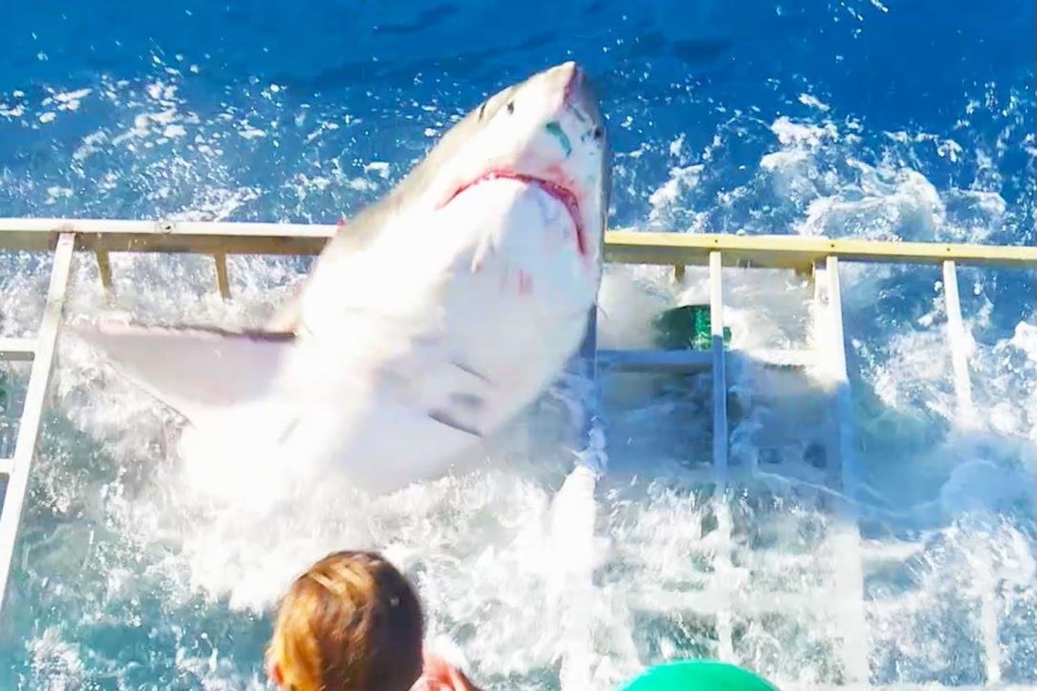 This is what happens when a shark dive goes wrong