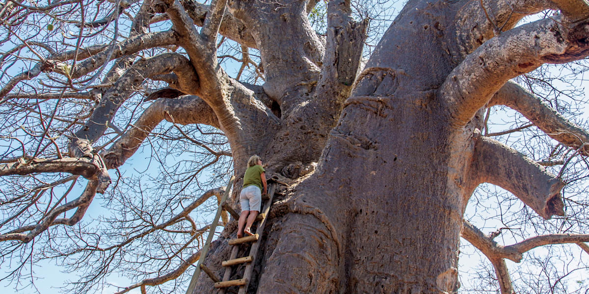 In search of South Africa‘s oldest baobab trees