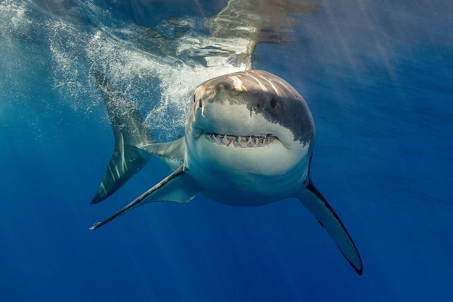 Shark Diving Tips How To Swim With Great White Sharks The shark cages used by distance swimmers are very different from the shark cages used for recreational the frequent use of without a shark cage in media coverage could simply be meant to specify which record diana nyad technically earned, but we. how to swim with great white sharks