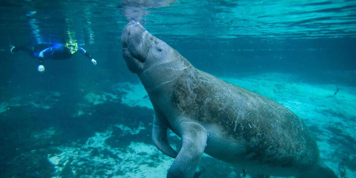 Swimming with animals: Top 10 destinations in the world