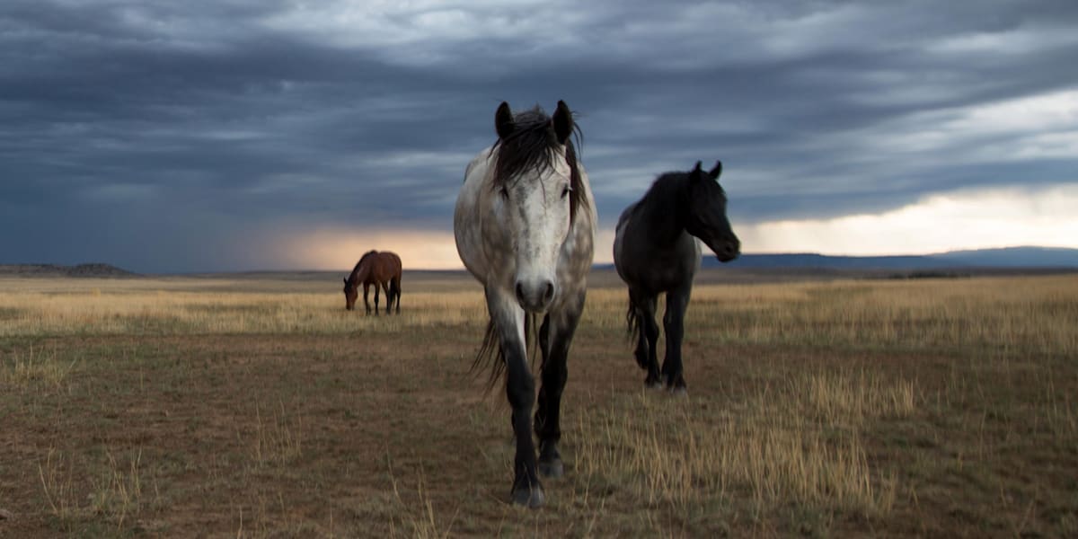 Watch a preview of Wild West adventure Unbranded