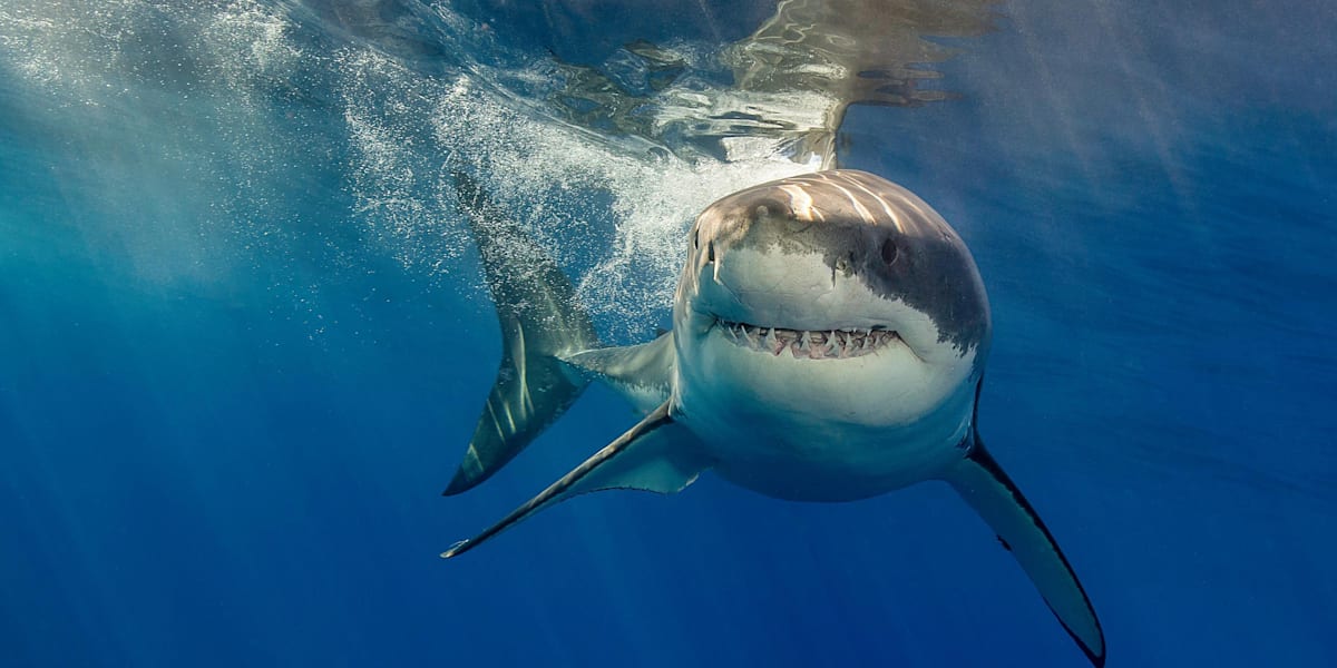 How Fast Can a Great White Shark Swim? Unveiling the Speed