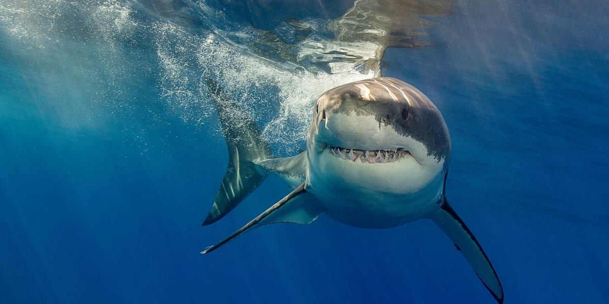 What it takes to swim with the sharks