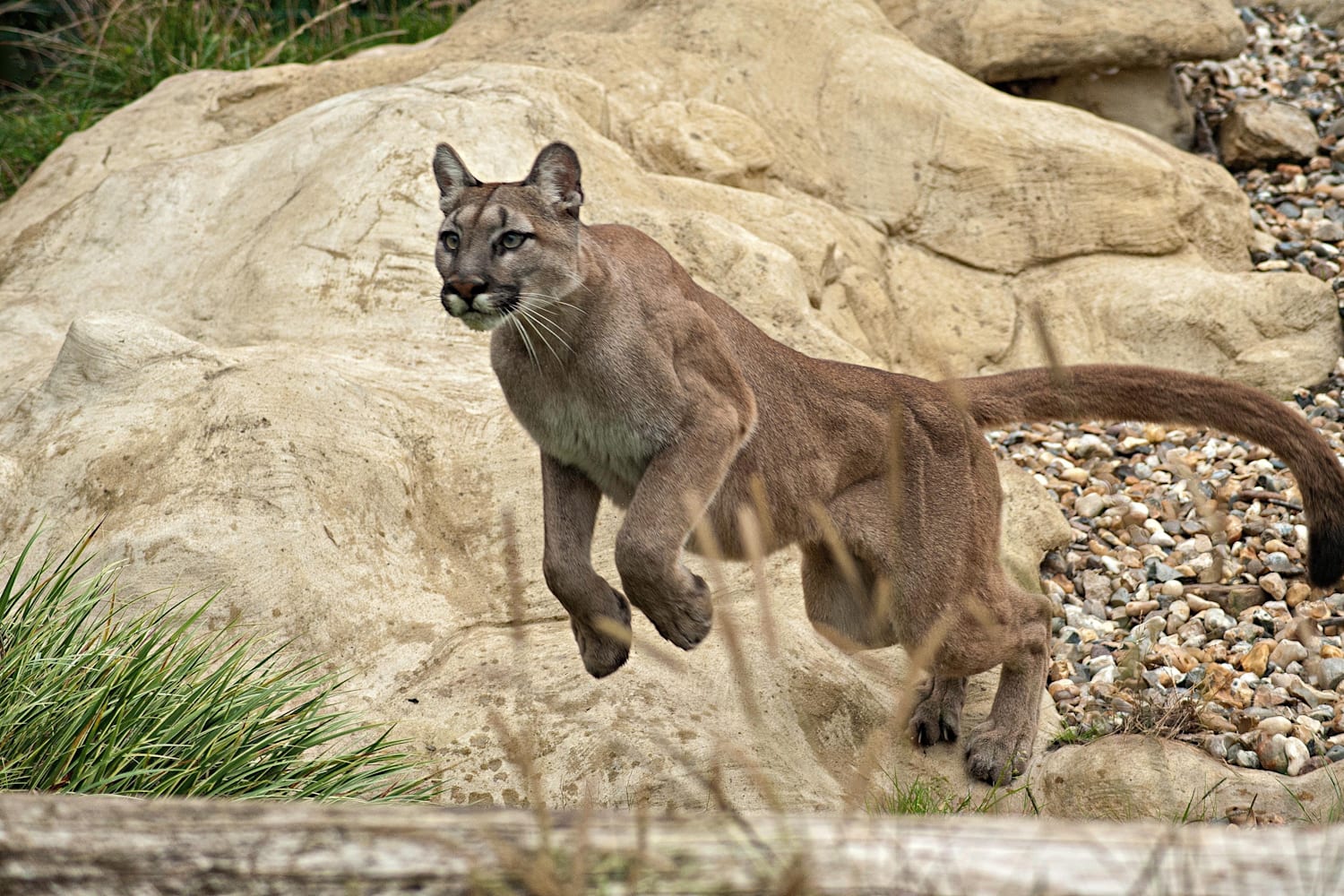 野生動物と遭遇した時のサバイバル術 危険 回避 逃げ方 アドバイス 身を守るには