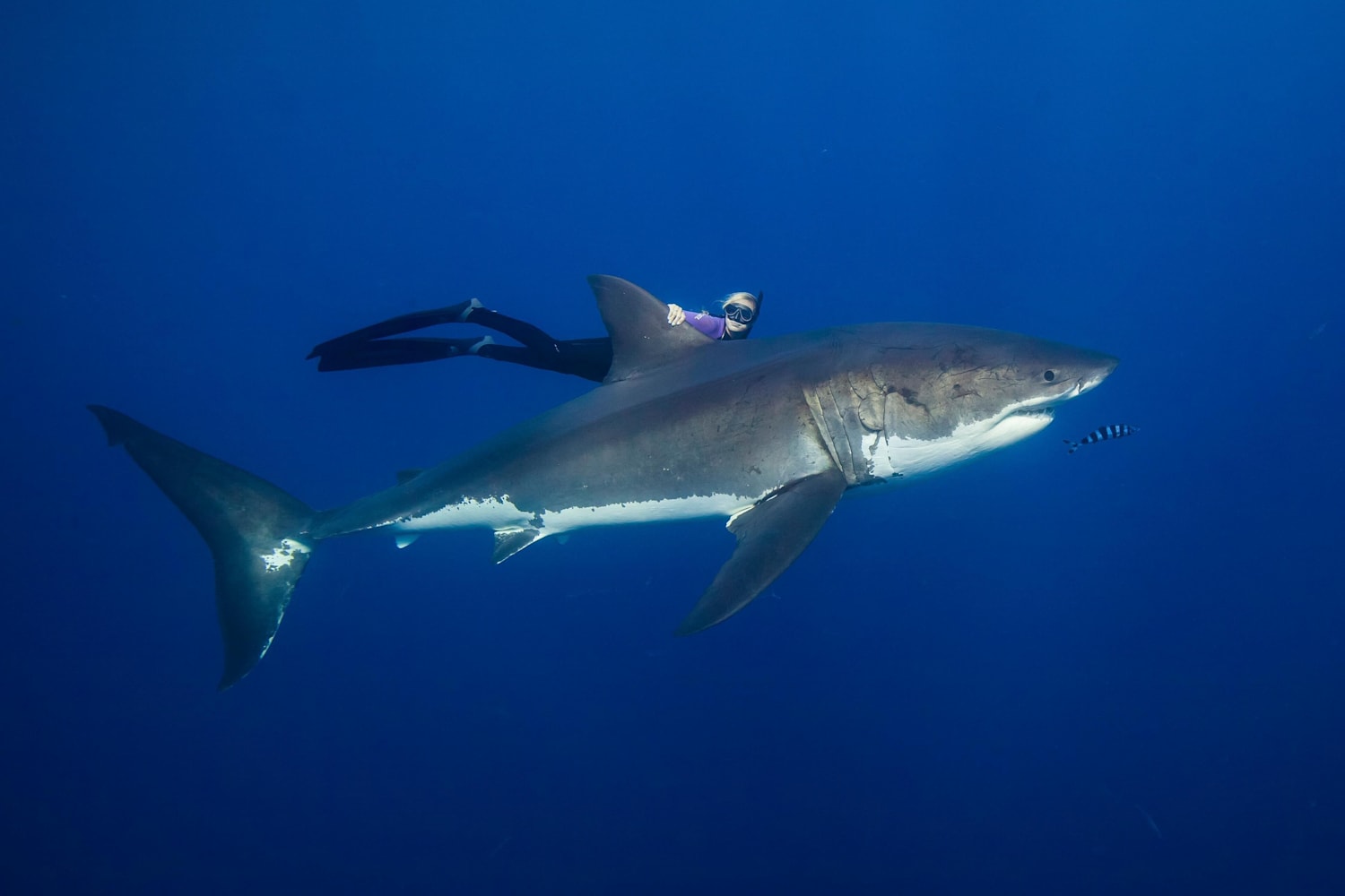 Ocean Ramsey La Fille Qui Plonge Avec Les Requins