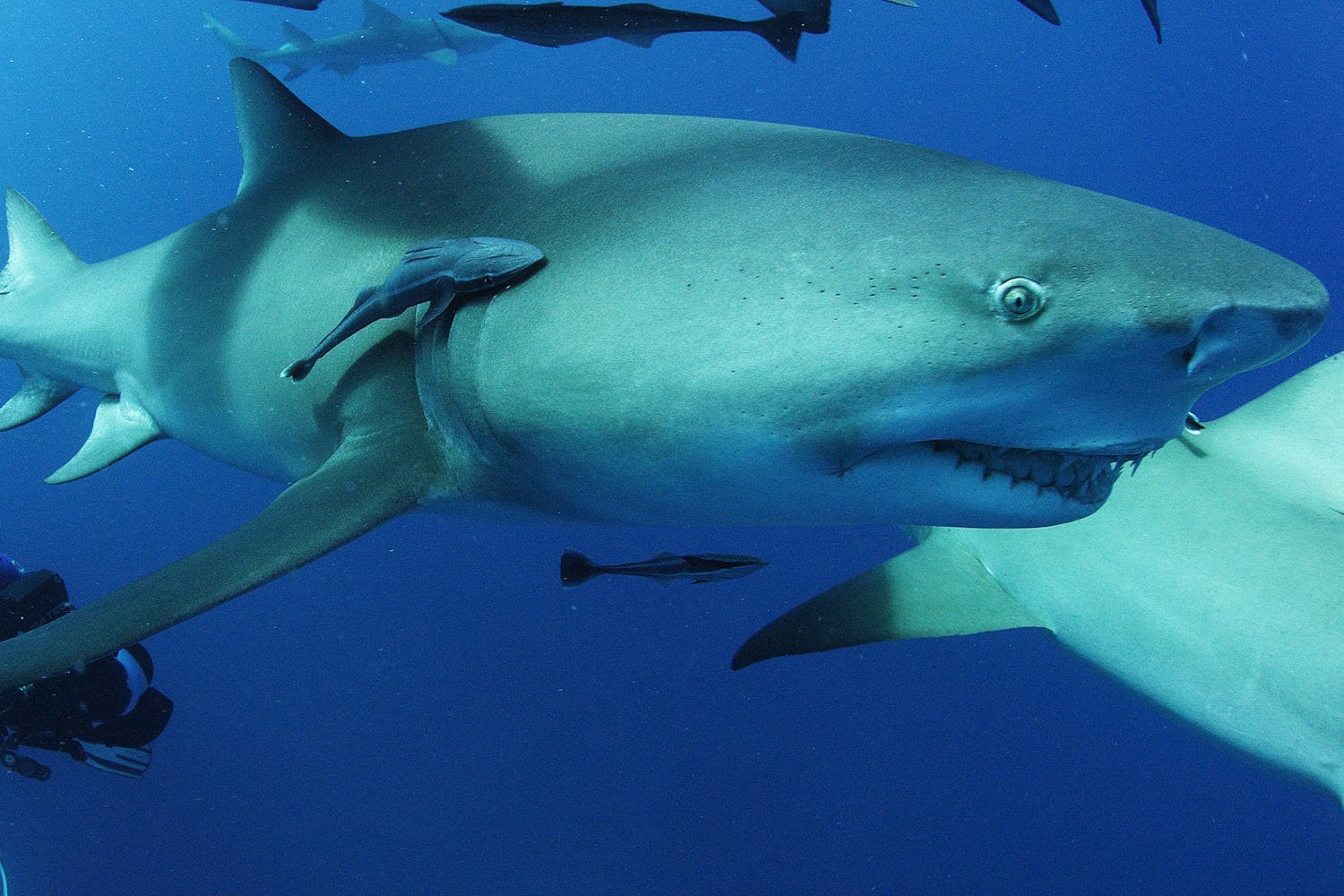 Shark diving tips How to swim with Great White Sharks