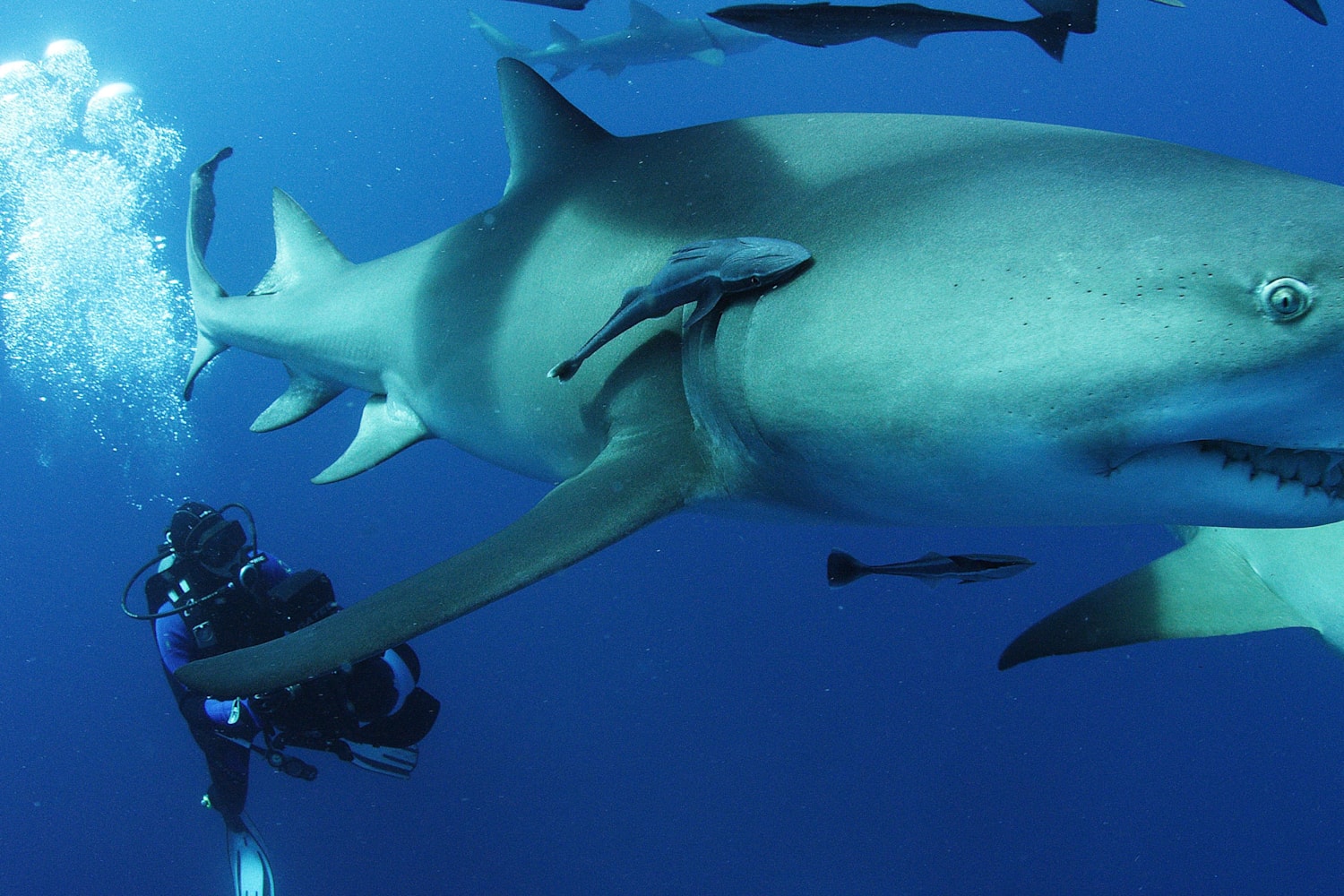 Comment nager avec des grands requins blancs