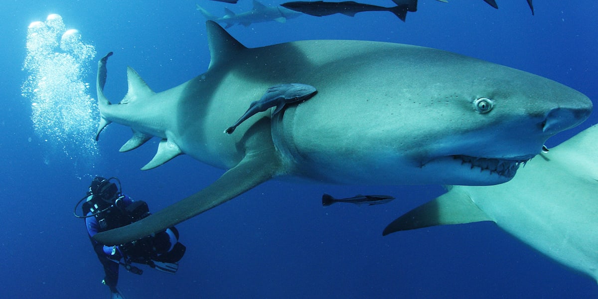 Shark diving tips: How to swim with great white sharks