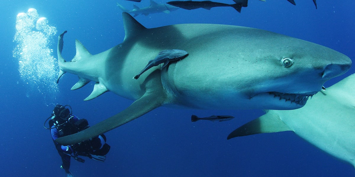 What it takes to swim with the sharks