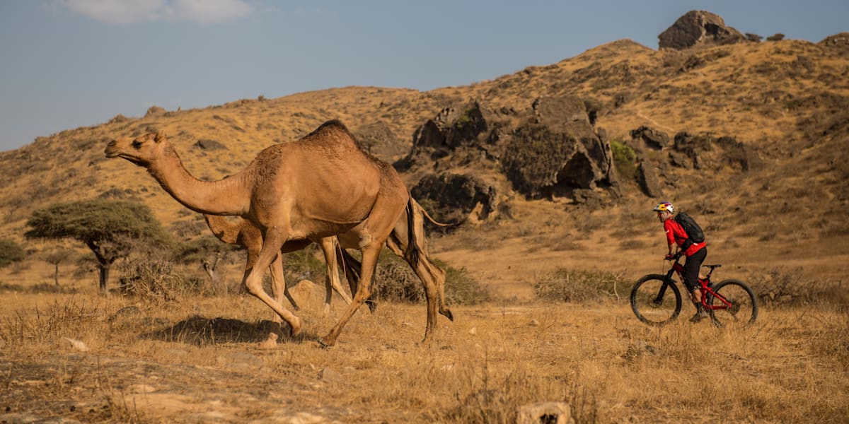 Camel mountain bike online
