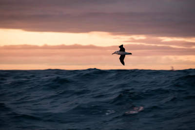 An image of an albatross above the Southern Ocean.