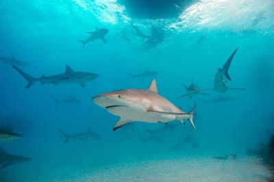 Shoal of sharks circling below boat.