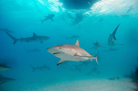 Shoal of sharks circling below boat.