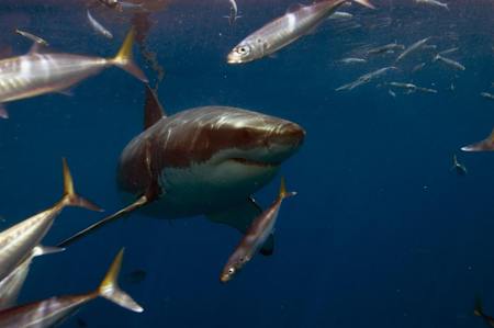 Great whites are one of the ocean's most feared predators