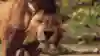 Image of the character Red XIII in the video game FINAL FANTASY 7 REBIRTH.