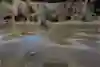 Just like that horrible scene in Jurassic Park