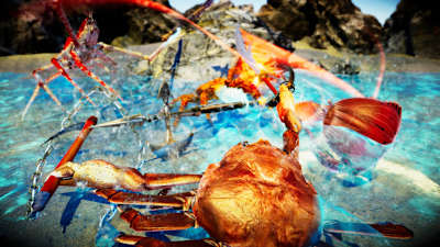 Fighting Crab