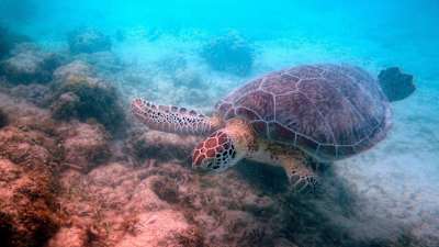 Sea Turtles swim underwater for up 5 to 7 hours before coming up to breathe