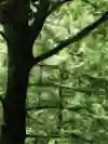 An American Beech tree seen up close.