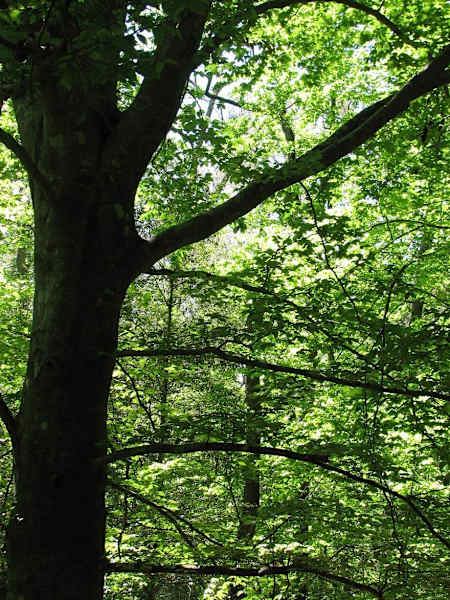 An American Beech tree seen up close.