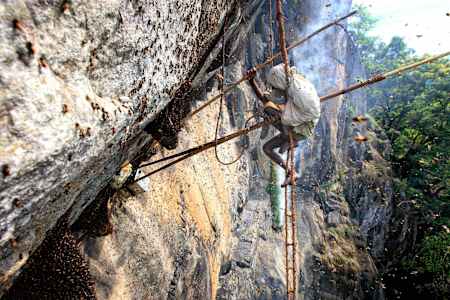 Risquer sa vie pour du miel indien au Tamil Nadu