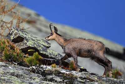 Wildtierbeobachtungen