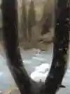 奇妙に枝分かれしている木がプロポーズの場所