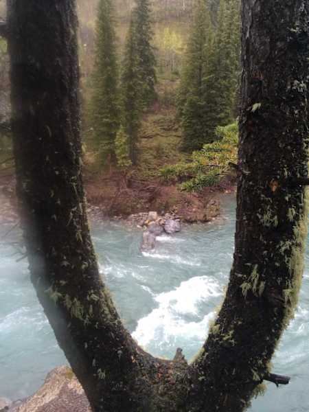 The forked tree overlooking Kananaski River where Dale popped the question