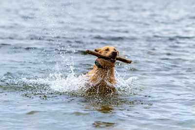 A photo of a dog swimming with the SpotOn collar.