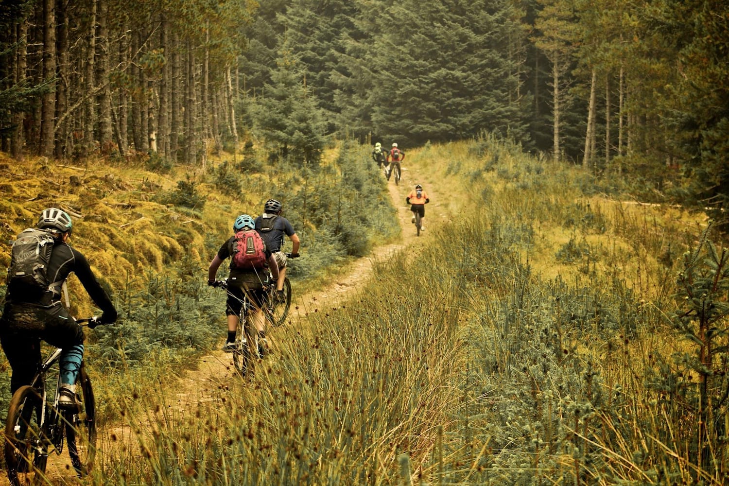 thetford forest mtb
