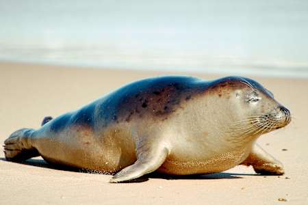 A seal on Horsey Beach in Norfolk