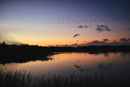 Horacio Llorens with the Black Sun bird migration in Denmark.