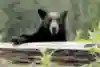 Friendlier than the average bear? Don't bet on it.