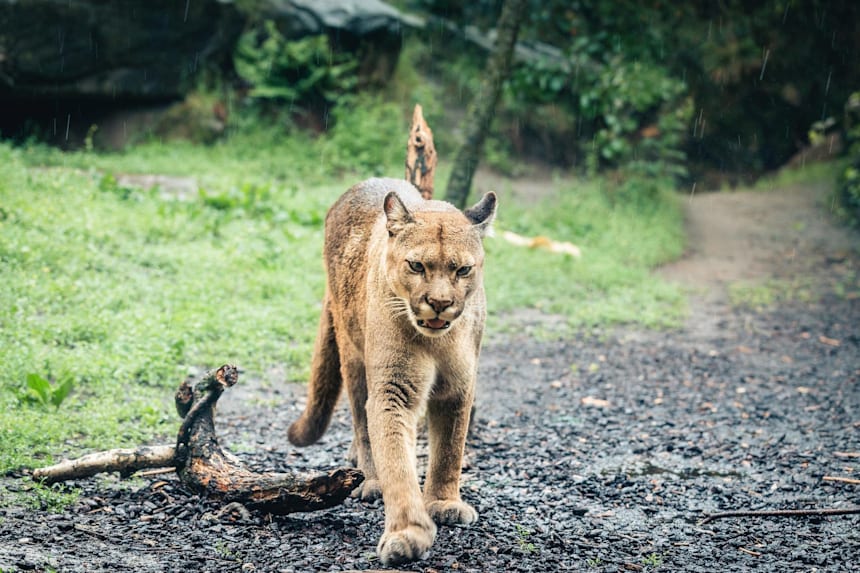 野生動物と遭遇した時のサバイバル術 危険 回避 逃げ方 アドバイス 身を守るには