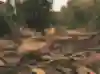 A wild eastern brown snake pictured in Melbourne, Australia