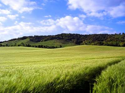 Solitude outside the city: fields of wheat on the North Downs Way