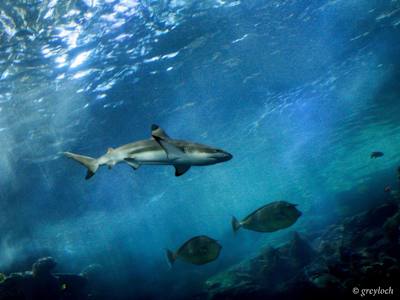 While these sharks are harmless to humans, they're still a fearsome sight