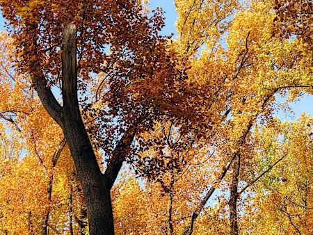 Tulip Poplar trees seen in autumn, with orange and yellow leaves.