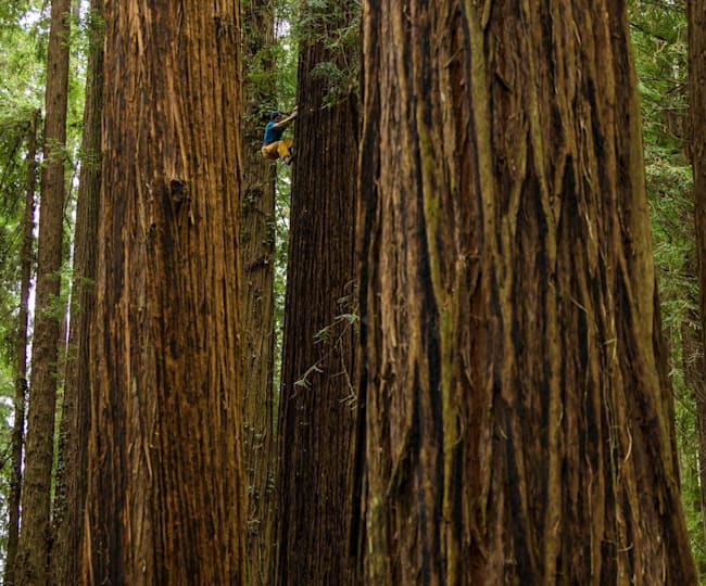 Best climbing trees 7 amazing types you can climb