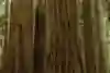 Climber Chris Sharma climbs a Giant Redwood tree.