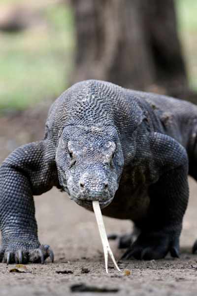 A Komodo Dragon pictured on Komodo Island in Indonesia.