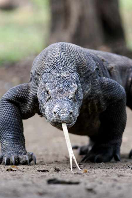 A Komodo Dragon pictured on Komodo Island in Indonesia.