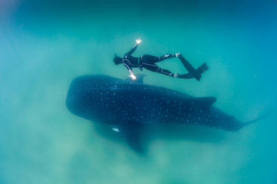 The largest confirmed whale shark measured 41.5ft long
