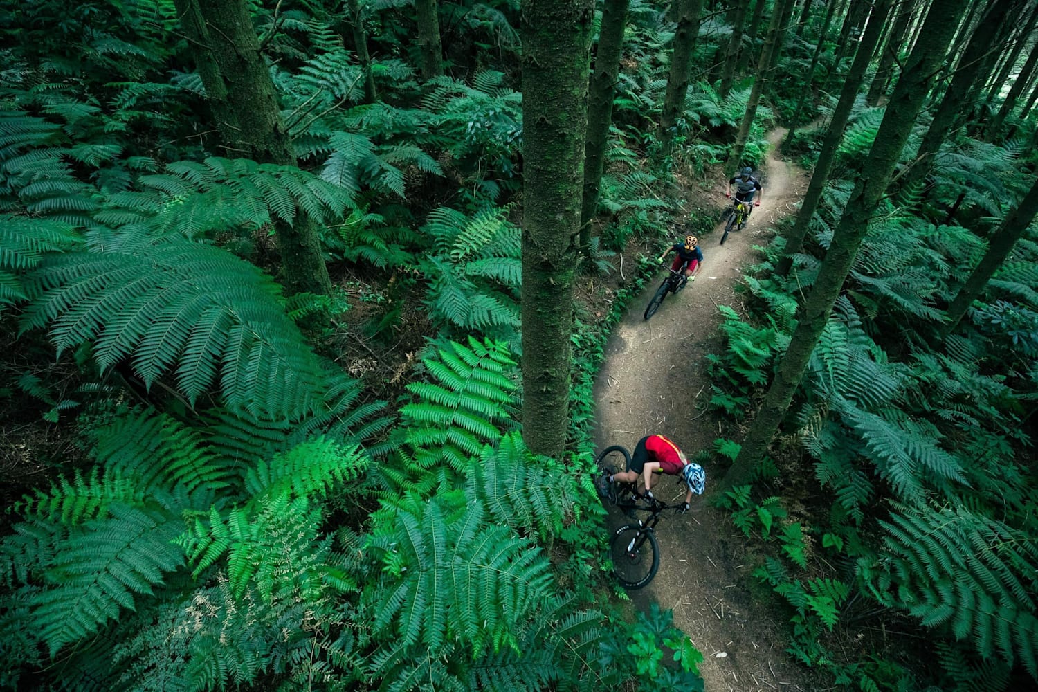 5-epic-secret-mountain-bike-trails-rotorua-red-bull