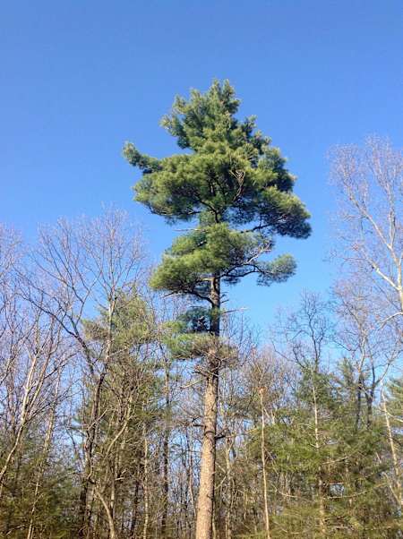 A White Pine tree against blue sky.