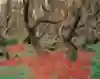 ニュージーランドのラタ・フォレスト