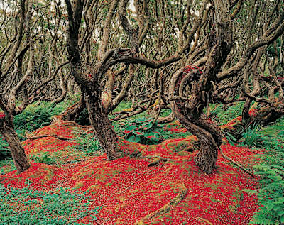 Rata Forest in Neuseeland