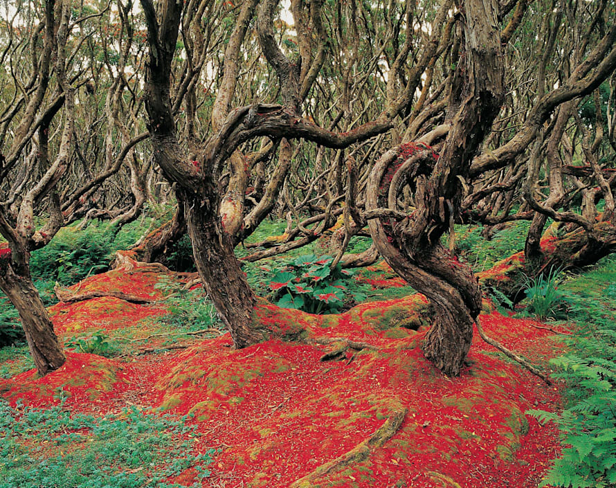 pics Mythical Forest Bull 10 magical forests you need to explore