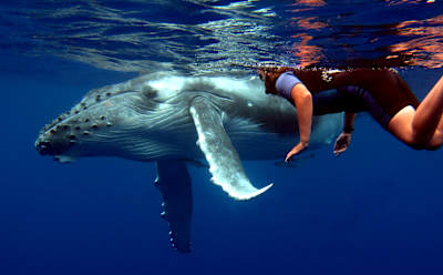 A person swims with a humpback whale in Tonga.
