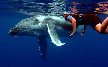 A person swims with a humpback whale in Tonga.
